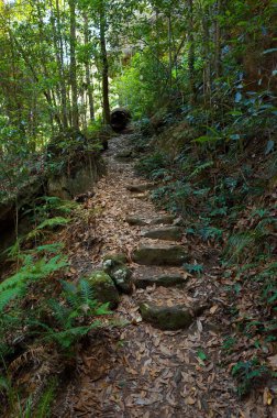 Okaliptüs ağaçları Avustralya Bush