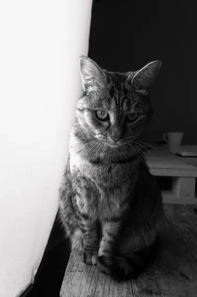 Retrato de gato — Fotografia de Stock