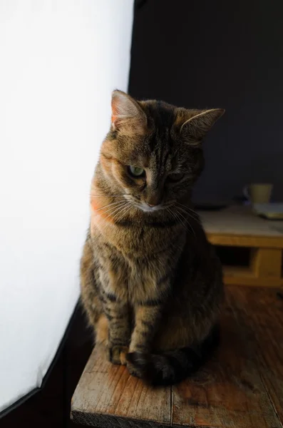 Retrato de gato — Fotografia de Stock