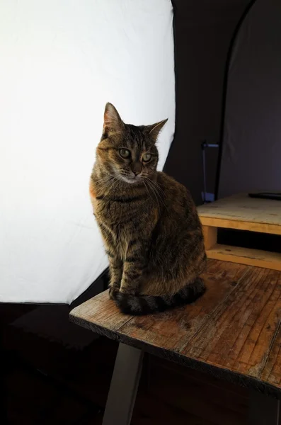 Retrato de gato — Fotografia de Stock