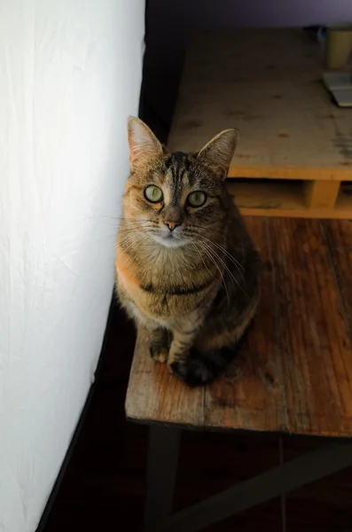 Retrato de gato — Foto de Stock