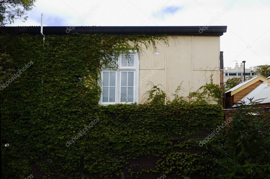 Vine-Covered House Exterior With White Window