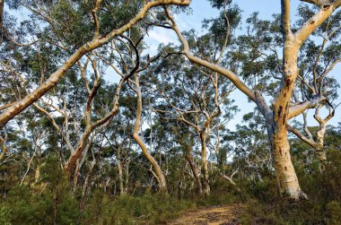 Okaliptüs ağaçları Avustralya Bush