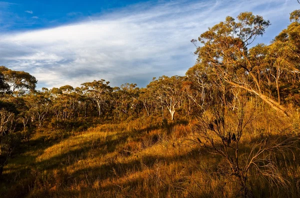 Drzew eukaliptusowych w australijskim buszu — Zdjęcie stockowe
