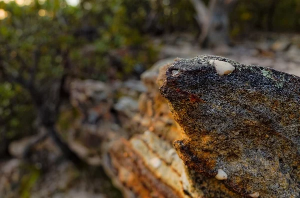 Formations rocheuses dans la brousse australienne — Photo