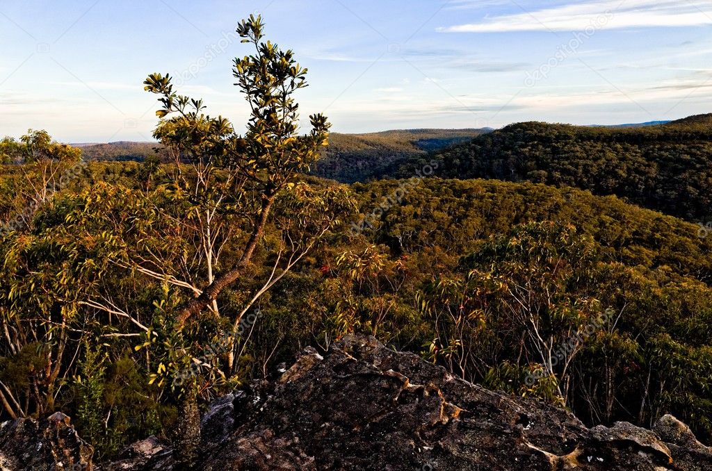 Eucalyptus trees in the Australian bush
