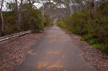 Terk edilmiş Raceway büyümüş