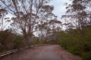 Terk edilmiş Raceway büyümüş