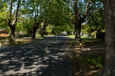 Gölgelik ağaç banliyö yol boyunca