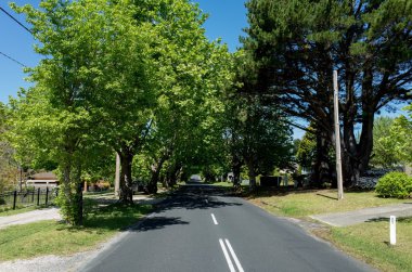 Gölgelik ağaç banliyö yol boyunca