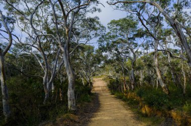 Avustralya Bush yangın izi