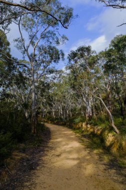 Avustralya Bush yangın izi
