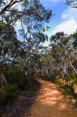 Avustralya Bush yangın izi
