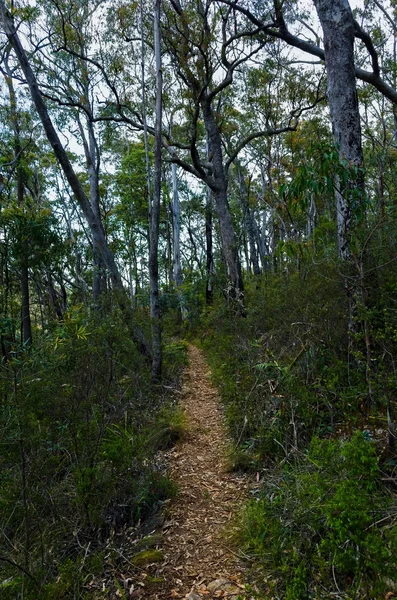 Chemin à travers la forêt tropicale australienne — Photo