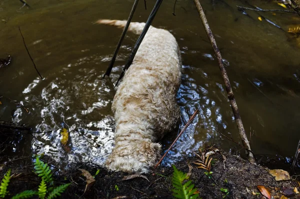 Hond graven in water — Stockfoto