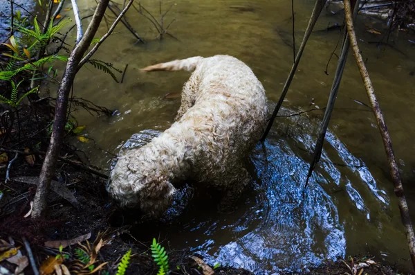 Hond graven in water — Stockfoto