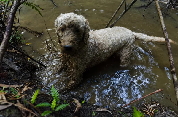 Собака копается в воде — стоковое фото