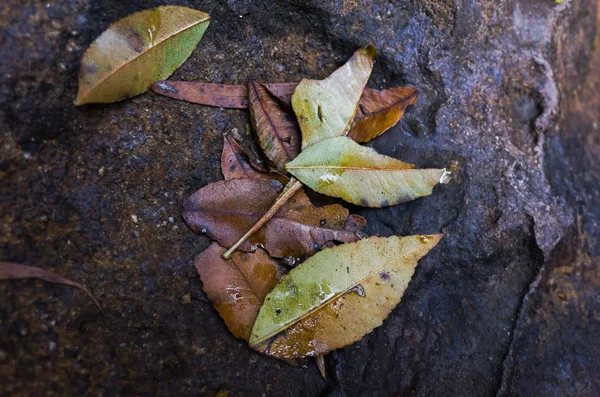Umgestürzte Blätter auf Felsen — Stockfoto