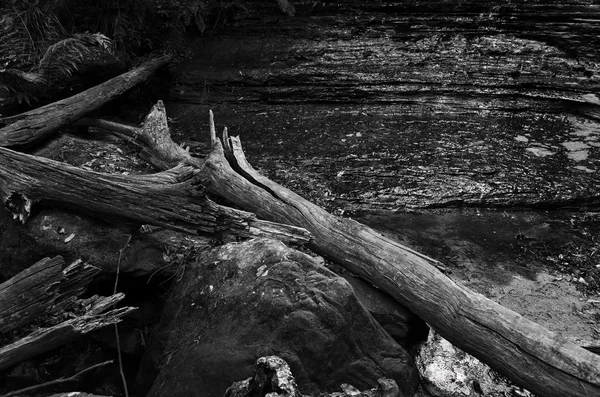 Old rotten logs and stones by a pool of water — Stock Photo, Image