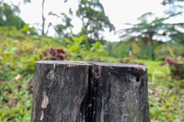 Eski ahşapla manzara fotoğrafı. Banyuwang 'da ormanın ortasında eski bir orman.
