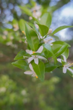 Portakal ağacı kokulu çiçekler tomurcuklar ve limon yaprakları. Öğleden sonra portakal ağacı çiftliğinin manzarası.
