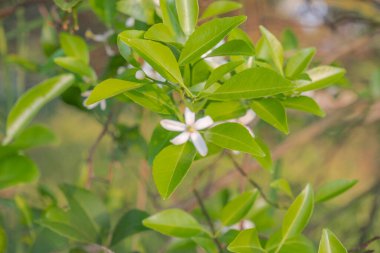 Portakal ağacı kokulu çiçekler tomurcuklar ve limon yaprakları. Öğleden sonra portakal ağacı çiftliği manzarası.