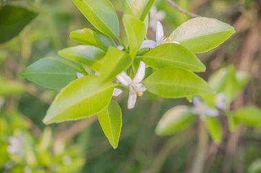 Portakal ağacı kokulu çiçekler tomurcuklar ve limon yaprakları. Öğleden sonra portakal ağacı çiftliği manzarası.
