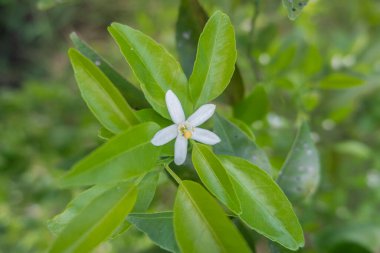 Portakal ağacı kokulu çiçekler tomurcuklar ve limon yaprakları. Öğleden sonra portakal ağacı çiftliğinin manzarası.