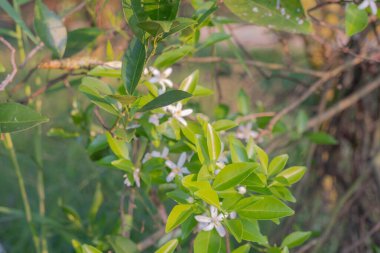 Portakal ağacı kokulu çiçekler tomurcuklar ve limon yaprakları. Öğleden sonra portakal ağacı çiftliği manzarası.