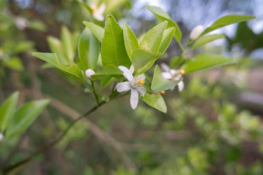 Portakal ağacı kokulu çiçekler tomurcuklar ve limon yaprakları. Öğleden sonra portakal ağacı çiftliğinin manzarası.