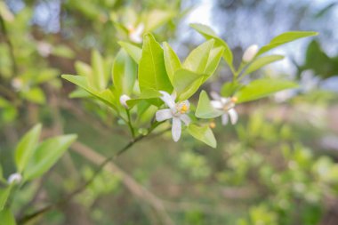 Portakal ağacı kokulu çiçekler tomurcuklar ve limon yaprakları. Öğleden sonra portakal ağacı çiftliğinin manzarası.