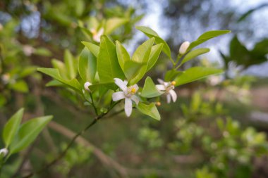 Portakal ağacı kokulu çiçekler tomurcuklar ve limon yaprakları. Öğleden sonra portakal ağacı çiftliğinin manzarası.