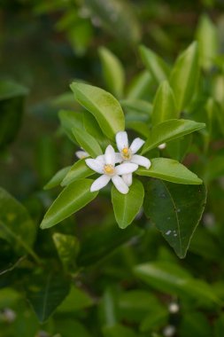 Portakal ağacı kokulu çiçekler tomurcuklar ve limon yaprakları. Öğleden sonra portakal ağacı çiftliği manzarası.