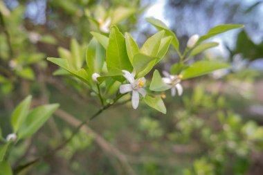 Portakal ağacı kokulu çiçekler tomurcuklar ve limon yaprakları. Öğleden sonra portakal ağacı çiftliğinin manzarası.