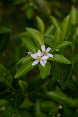 Portakal ağacı kokulu çiçekler tomurcuklar ve limon yaprakları. Öğleden sonra portakal ağacı çiftliği manzarası.