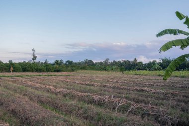 Eski mısır tarlası arazisi. eski mısır tarlası lan