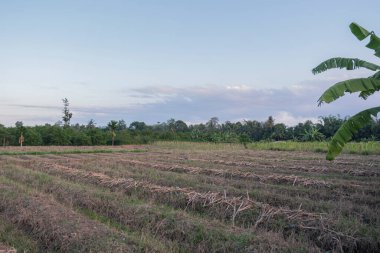 Eski mısır tarlası arazisi. eski mısır tarlası lan