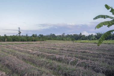 Eski mısır tarlası arazisi. eski mısır tarlası lan