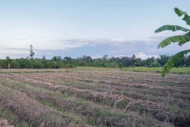 Eski mısır tarlası arazisi. eski mısır tarlası lan