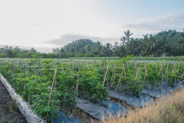 Kırmızı biber tarlası Banyuwang 'da.