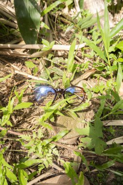 Yukarıdan çekilen fotoğrafta kahverengi yuvarlak gözlük çerçeveleri ve arka grubunda ölü bir bambu ağacı var.