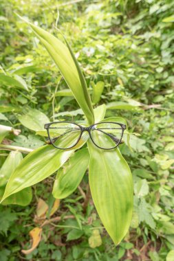 Zerdeçal yaprağına leopar rengi kedi gözü gözlüğü çerçevesi. Yukarıdan çekilen fotoğrafta kedi gözlüğü çerçevesi ve arka planda doğal bir manzara var.