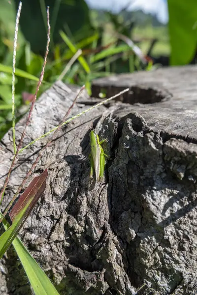 Foto Paisaje Con Madera Vieja Infestada Saltamontes — Foto de Stock