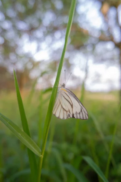 Plantación Naranja Vista Una Mariposa Blanca Posada Sobre Una Maleza — Foto de Stock