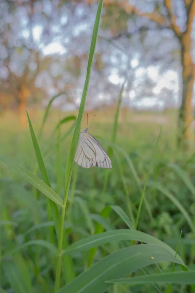 Widok Plantację Pomarańczy Biały Motyl Siedzący Chwaście Miejscu Plantacji Pomarańczy — Zdjęcie stockowe