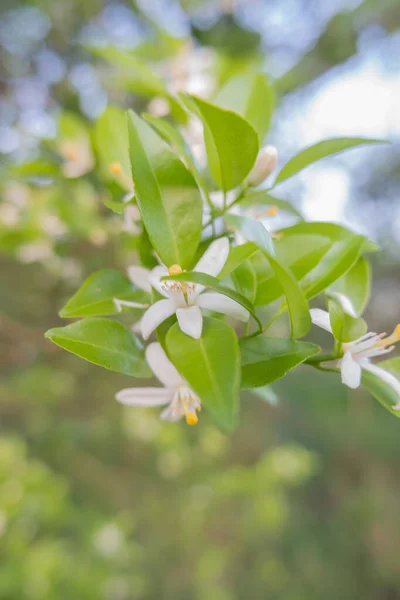 Laranja Árvore Branco Perfumado Flowers Buds Folhas Limão Plantação Paisagem — Fotografia de Stock