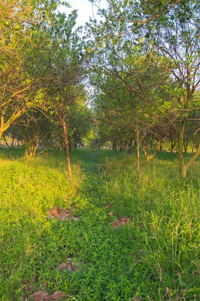 Landschap Plantage Van Sinaasappelboom Plantage Middag — Stockfoto
