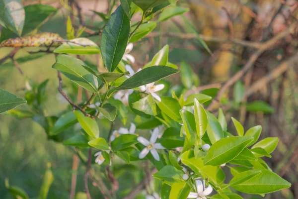 Orange Tree White Fragrant Flowers Buds Lime Leaves Landscape Plantation — Stock Photo, Image