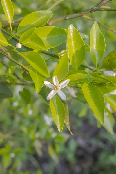 オレンジの木の白い芳香のある花 芽と石灰の葉 午後のオレンジ色の植林地 — ストック写真