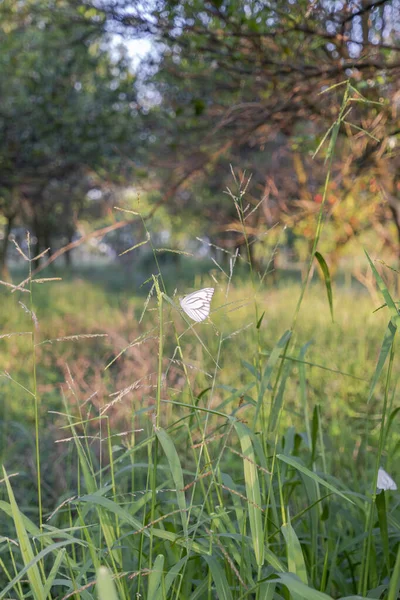 orange plantation view. A white butterfly perched on a weed at the site of an orange plantation